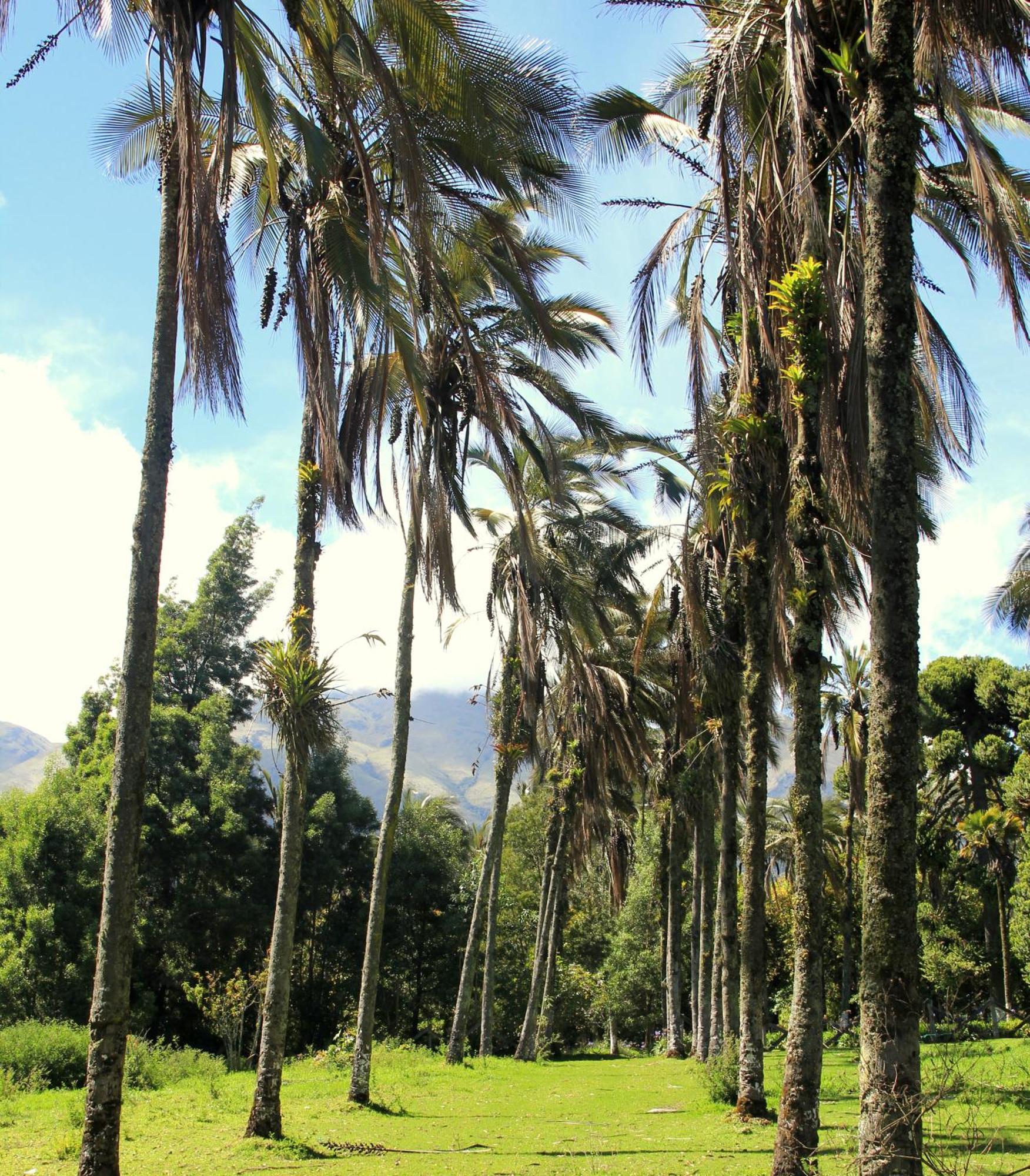 ホテル Hosteria Hacienda Pinsaqui オタバロ エクステリア 写真